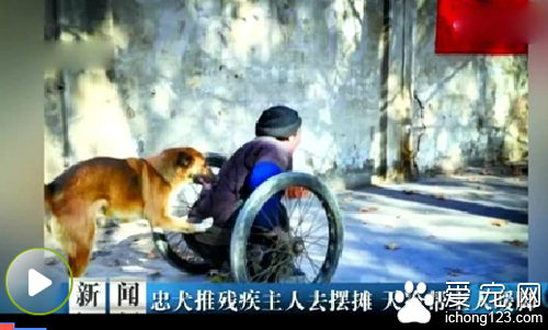 忠犬推殘疾主人去擺攤 對主人不離不棄
