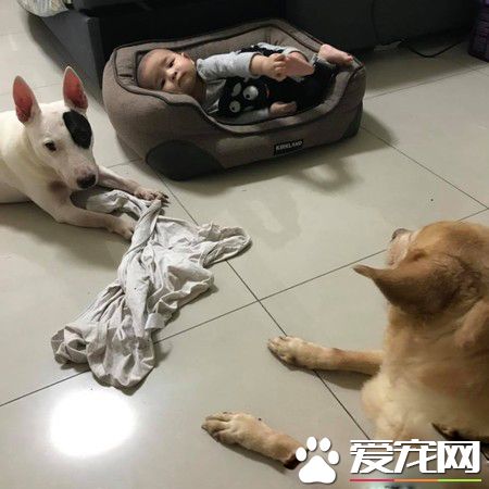 寵物床到底是誰在睡的！鳩占鵲巢寶寶占狗窩