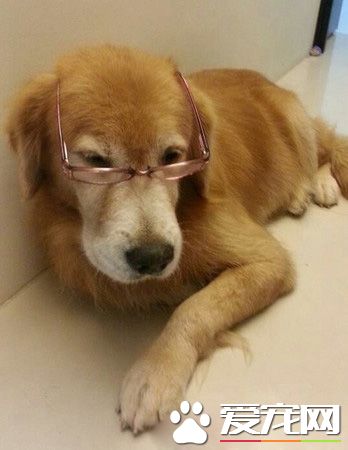 14歲黃金獵犬離世前 喵星人妹妹伸手告別