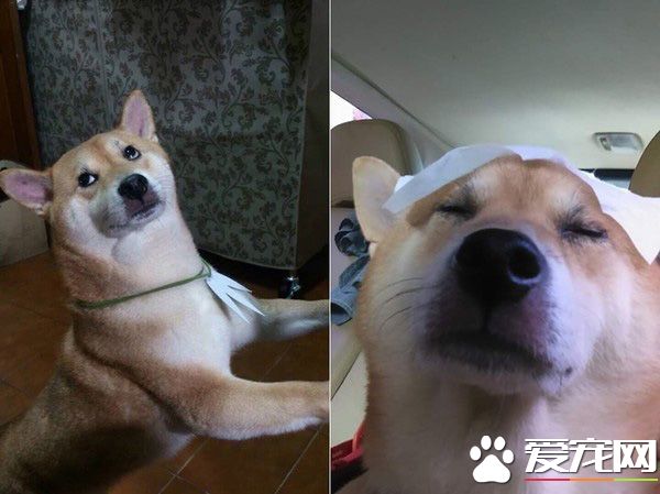 貪吃汪星人超乖巧 下巴靠在桌上癡癡凝望小饅頭