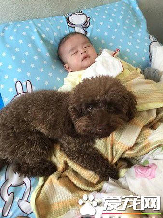 超級弟控貴賓犬 不容許任何人欺負弟弟