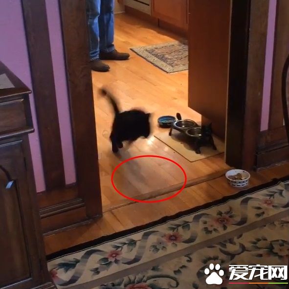 怪癖黑貓不喜歡廚房木地板 跳跳蛙變身成超人