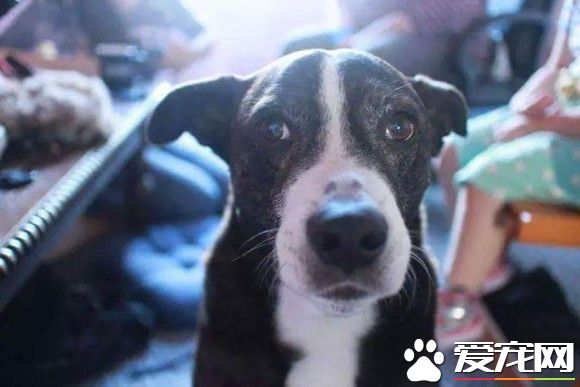 珍惜與狗狗的每一刻 洛基主人用這種方式告訴大家