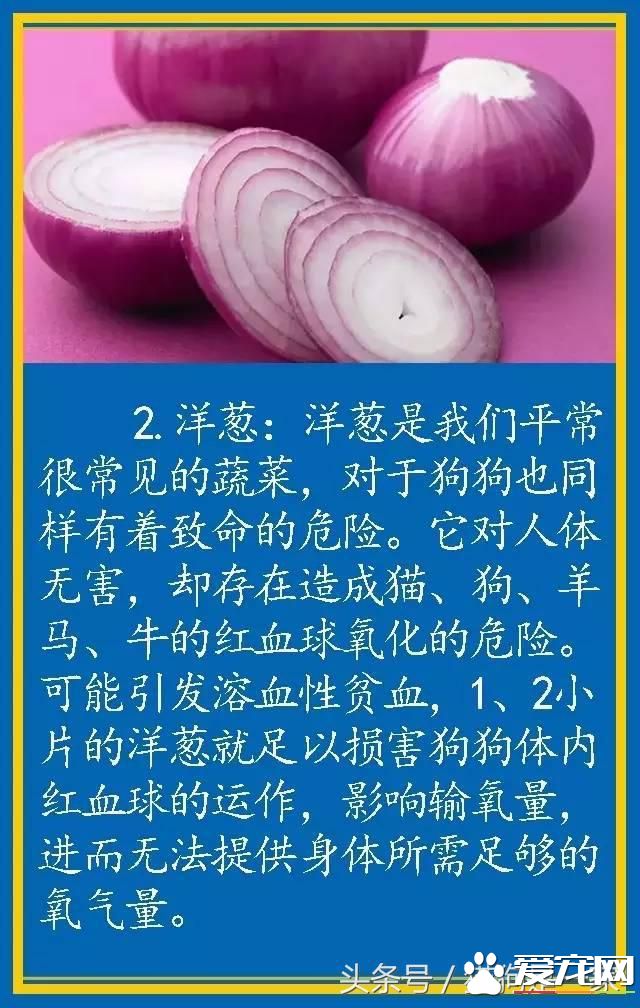 寵物狗的飲食禁忌