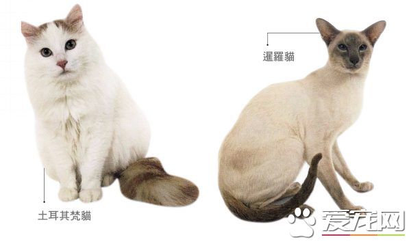 帶你解密：貓咪花紋里隱藏的秘密