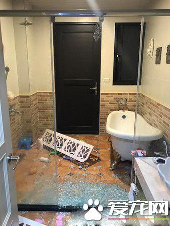 準備洗澡愛犬突然吼叫 浴室玻璃爆裂救主人一命