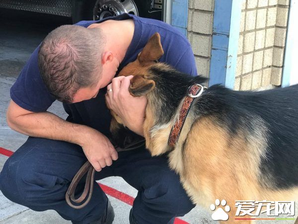 大火幸存的狼犬 被消防員收編后成為消防隊一員