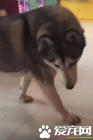 睡醒看見哈士奇臭臭臉 走路竟然是90度歪著頭