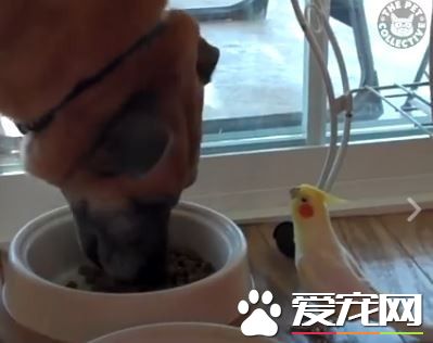 狗狗吃飯鸚鵡在旁邊唱歌配樂 難道這是音樂餐廳嗎