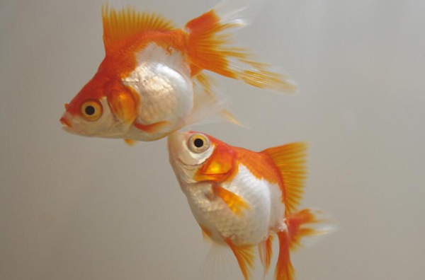 金魚鱗片變黑