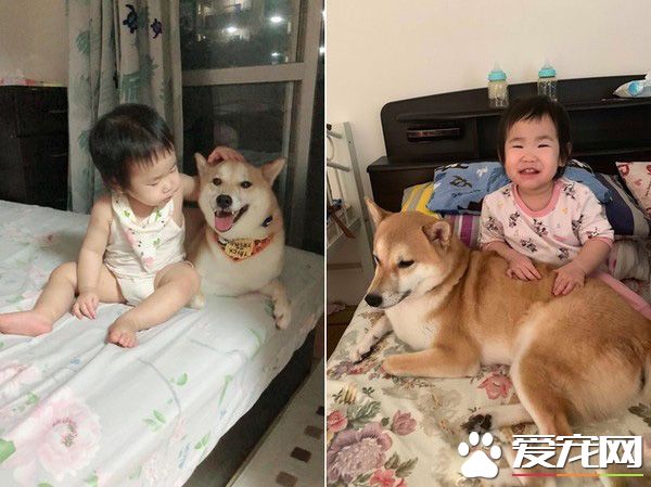 世界上最溫馨的畫面 阿柴塞2孩中間睡覺