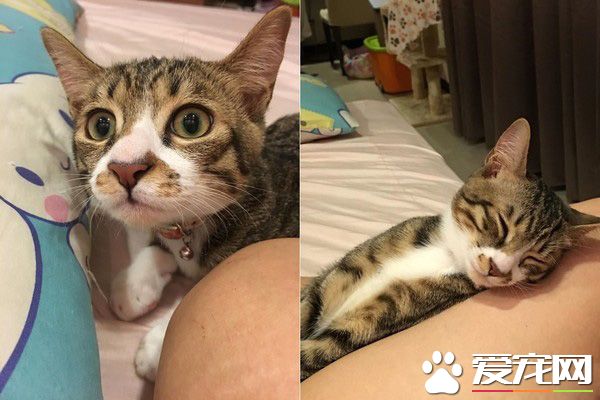 誰在里面？愛貓知道馬麻有寶貝后突然超溫柔