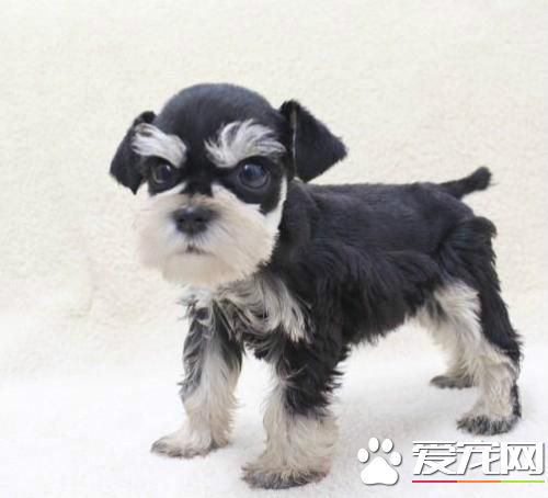 長不大的寵物狗