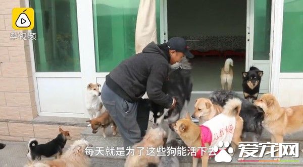 收養200多只浪浪 花光積蓄還和女友分手了