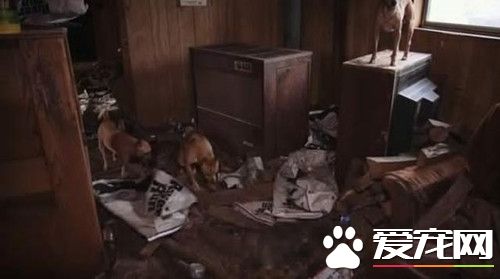 廢棄屋子里傳出狗哭聲 竟是寵物狗養殖窩點