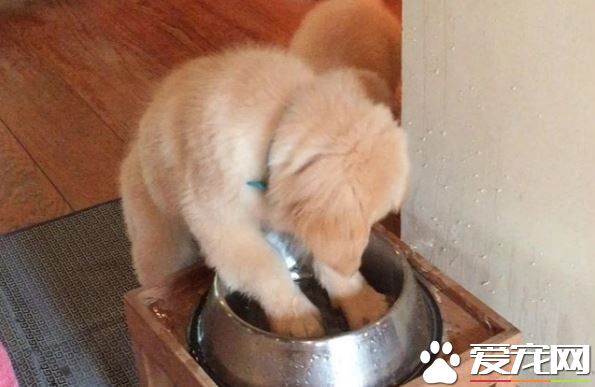 小黃金獵犬瘋狂按摩水碗 妹妹在旁邊接水喝