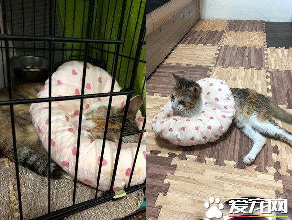 親人貓因被退養造成厭食 到新家后被寵成小公主