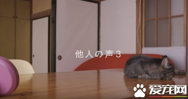 貓咪到底認得主人聲音嗎？答案在這支廣告里