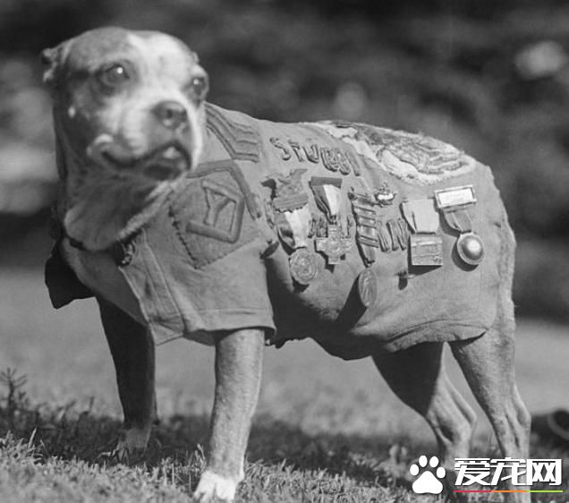 載入狗屆史冊的六位偉狗