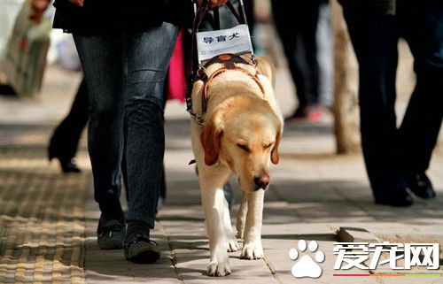 盲人落軌被撞 他最后一刻松手救了導盲犬一命