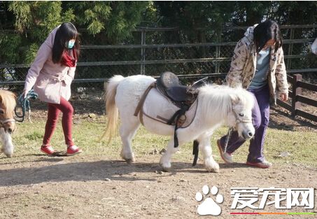 壽山動物園迷你馬咬傷女童 原來誤會一場