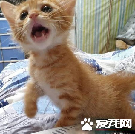 霸王貓在家爆氣頂嘴 外出躲進外套折手手泛淚