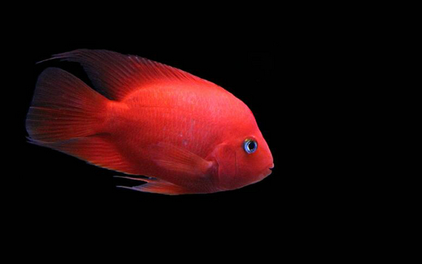 元寶魚一般養幾條