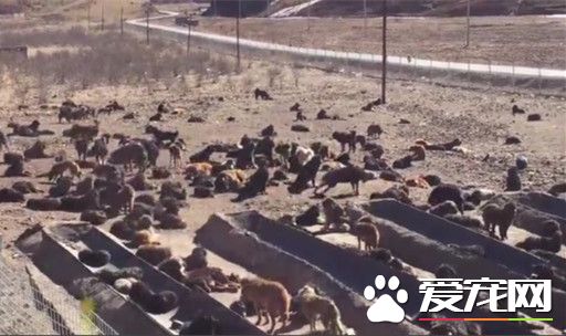 價值200萬藏獒賣屠宰場 昔日名犬成落魄肉狗