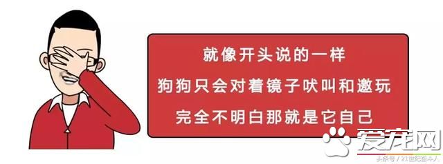 狗是否知道自己是狗？