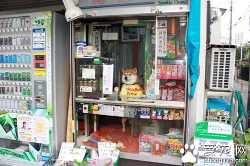 日本6歲柴犬幫主人看店賣香煙  受到了來自全世界的關注