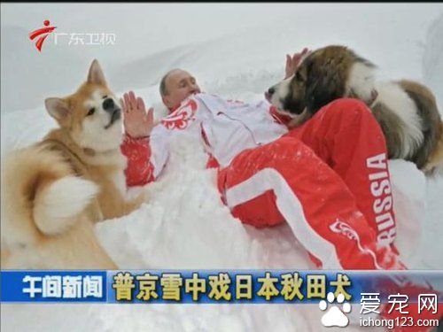 忠實的八公 秋田犬深受日本大眾的喜愛