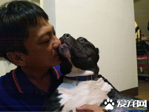 比特犬睡到翻白眼 超崩壞的模樣讓馬麻傻眼