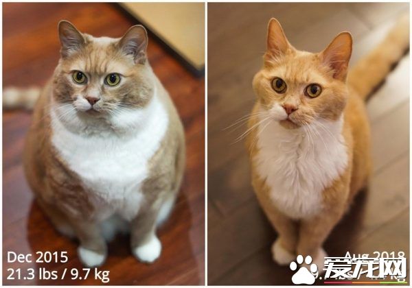 超勵志！慵懶胖貓咪減肥三年 成功變身結實瘦貓