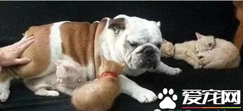 斗牛犬霸占小貓不讓別人碰 就連親生貓媽都不行