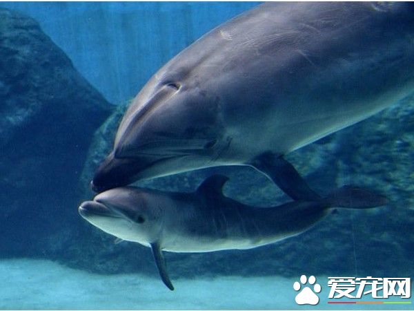 海豚母忍痛殺幼子 不愿它一輩子被囚禁取悅觀眾