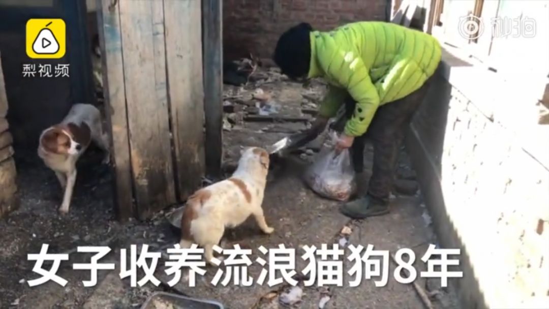 女子為收養流浪小動物 最后自己卻沒錢看病