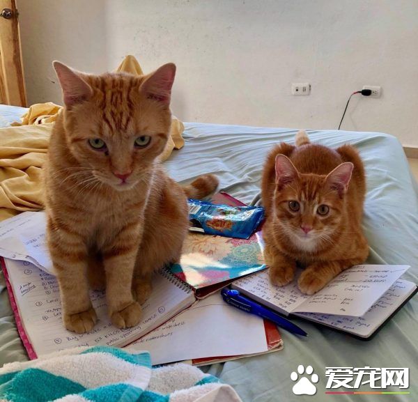 奇妙的命運安排 小浪貓成為環游世界的水手貓