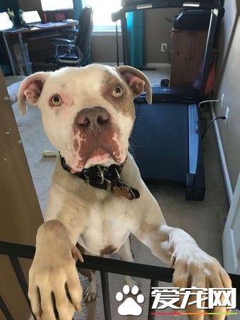 比特犬被主人綁樹上虐待 幸得志工和警察幫助獲得解救