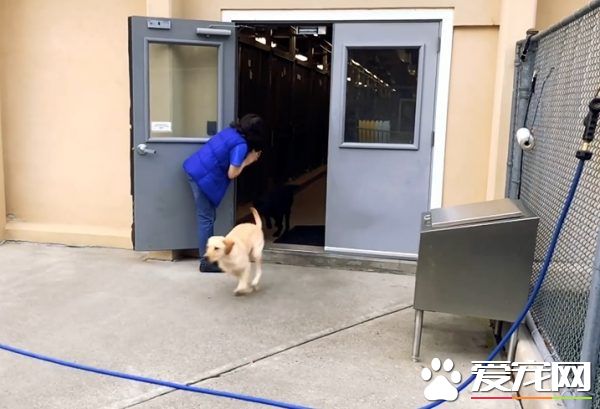 紐約導盲犬學校火警訓練 174只狗狗順利清空