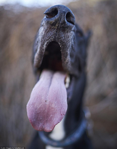 美國大丹犬身高2米13 有望成世界最高狗