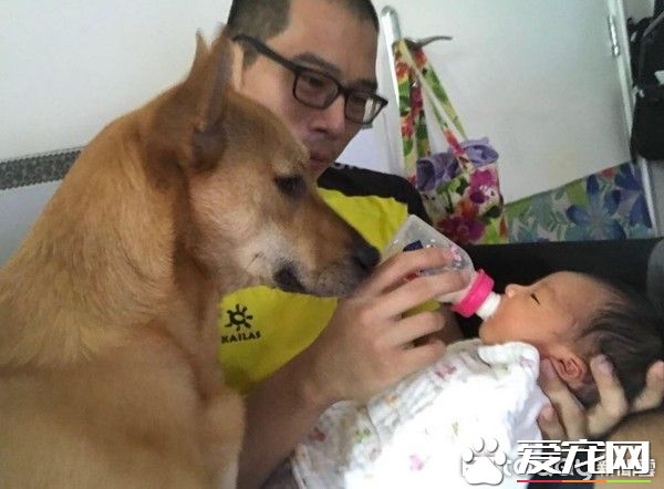 超溫馨！懷孕養寵沒問題 狗姐姐暖心愛寶寶