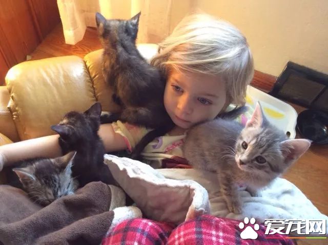上天降臨的小天使，8歲小女孩索菲亞或許是全世界最年輕的動保志愿者了！