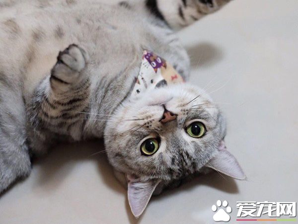 小小愛吃鬼喵星人 超注重形象完美維持身材