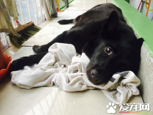 遇到了嬌客！小黑和把拔爬上遇到超可愛穿山甲