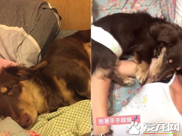 根本就是貓魂上身 汪星人睡覺前踏踏幫被按摩