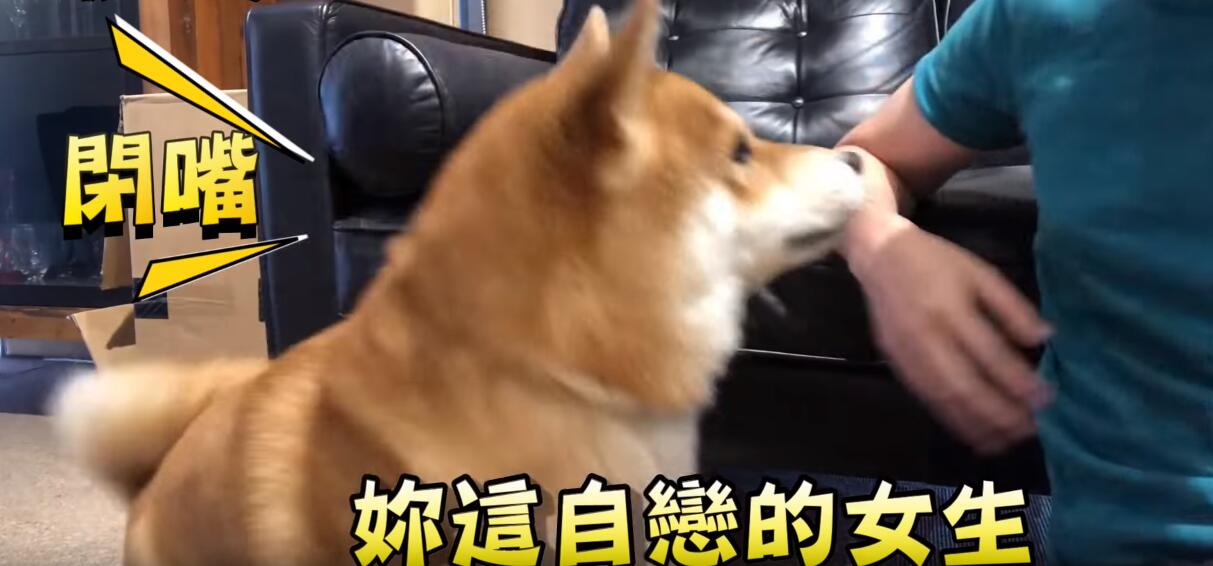 超自戀的柴犬 說不可愛就肉拳攻擊