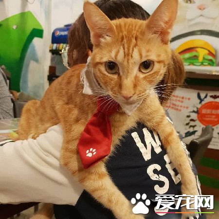 上班打掃還要充當貓咪坐騎 還得獻上拍屁股服務