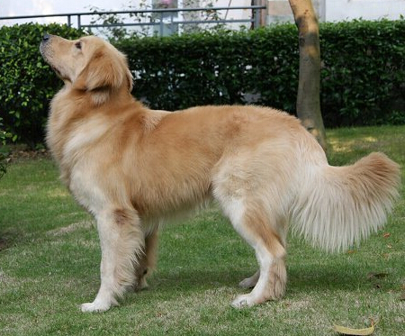 半夜瓦斯泄漏 忠犬叫醒主人救起全家性命