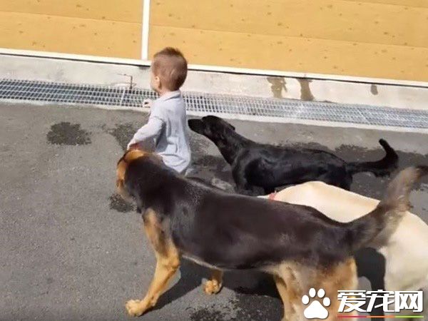 超溫馨畫面！萌寶跌倒引六只汪汪安慰呼呼