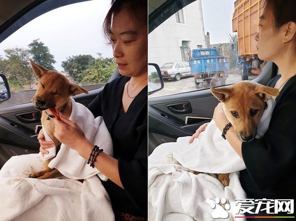 癱瘓小浪汪超親人 第一次被抱安心到睡著